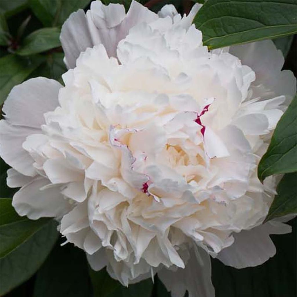 Paeonia officinalis Alba Plena - Boerenpioen