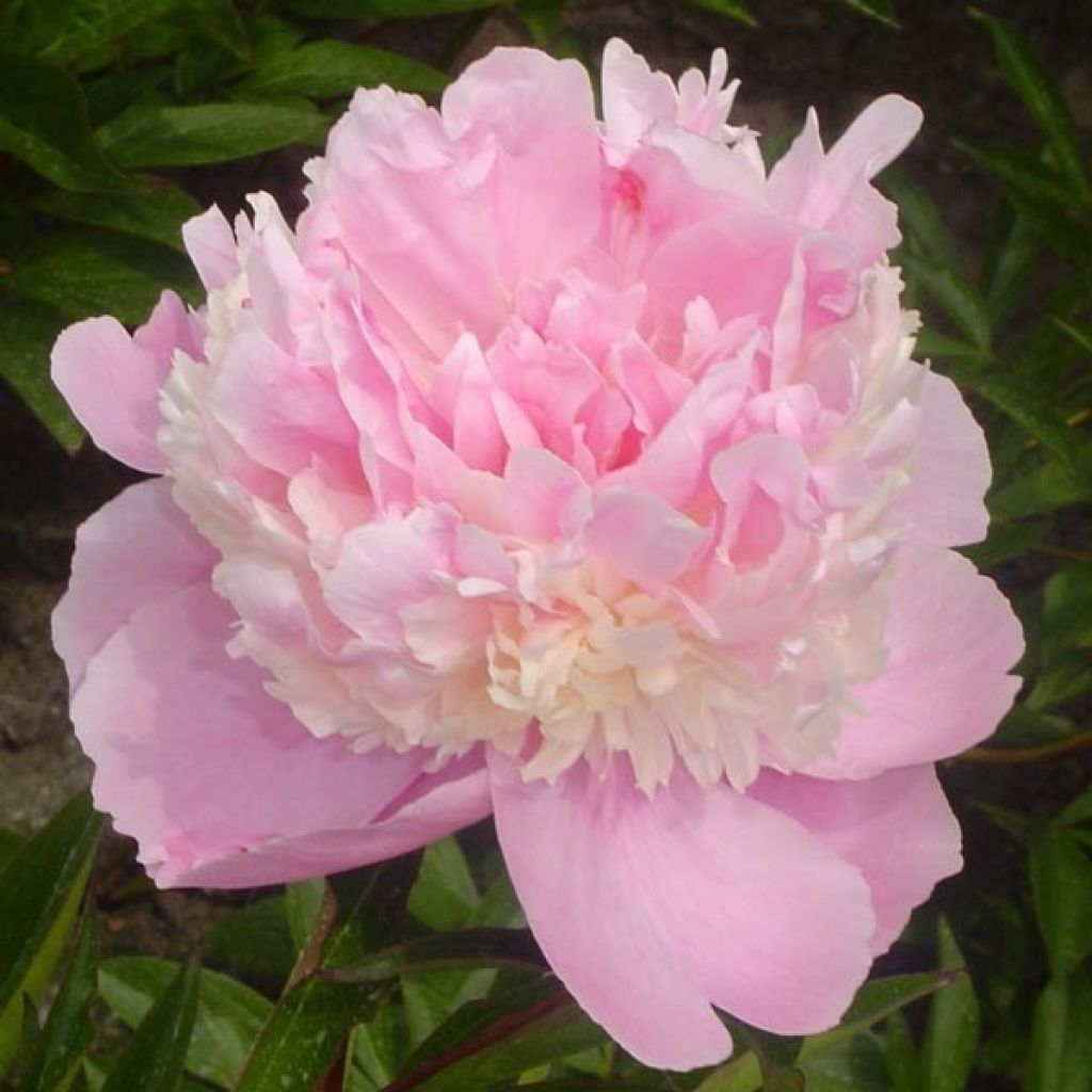 Paeonia lactiflora Sorbet - Pioenroos