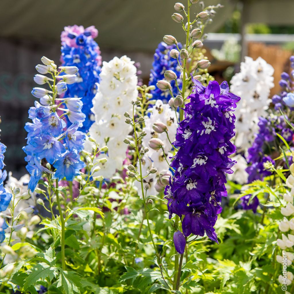 Delphinium elatum Magic Fountain Mix (zaad) - Ridderspoor