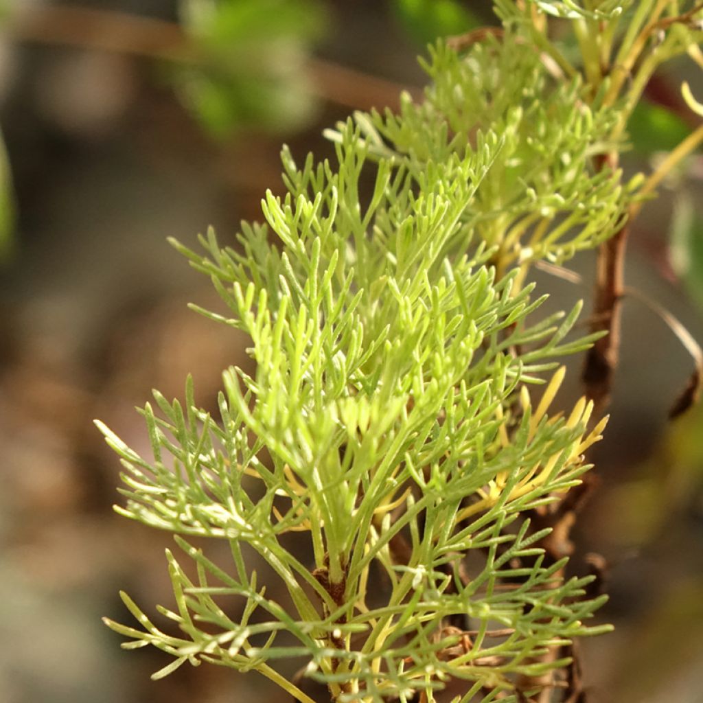 Colakruid - Artemisia abrotanum