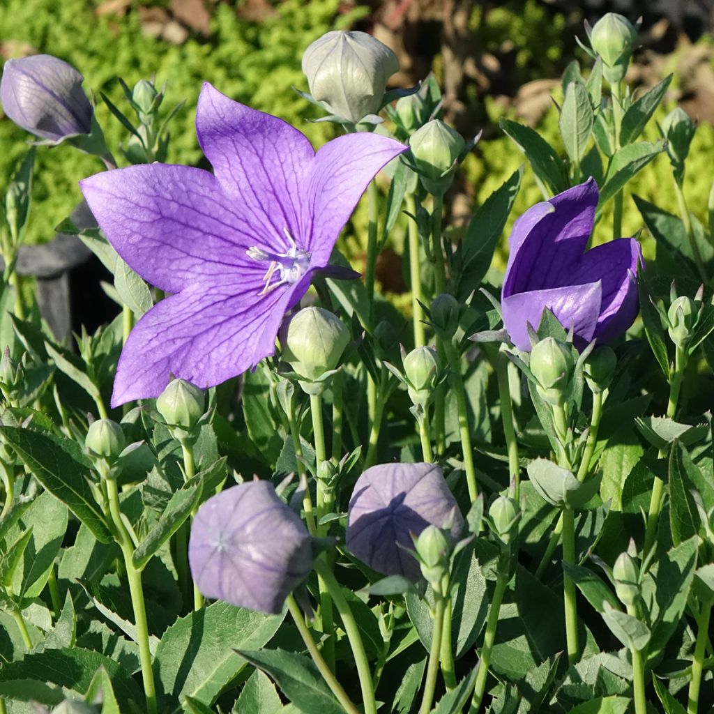 Platycodon grandiflorus Astra Blue - Ballonklokje