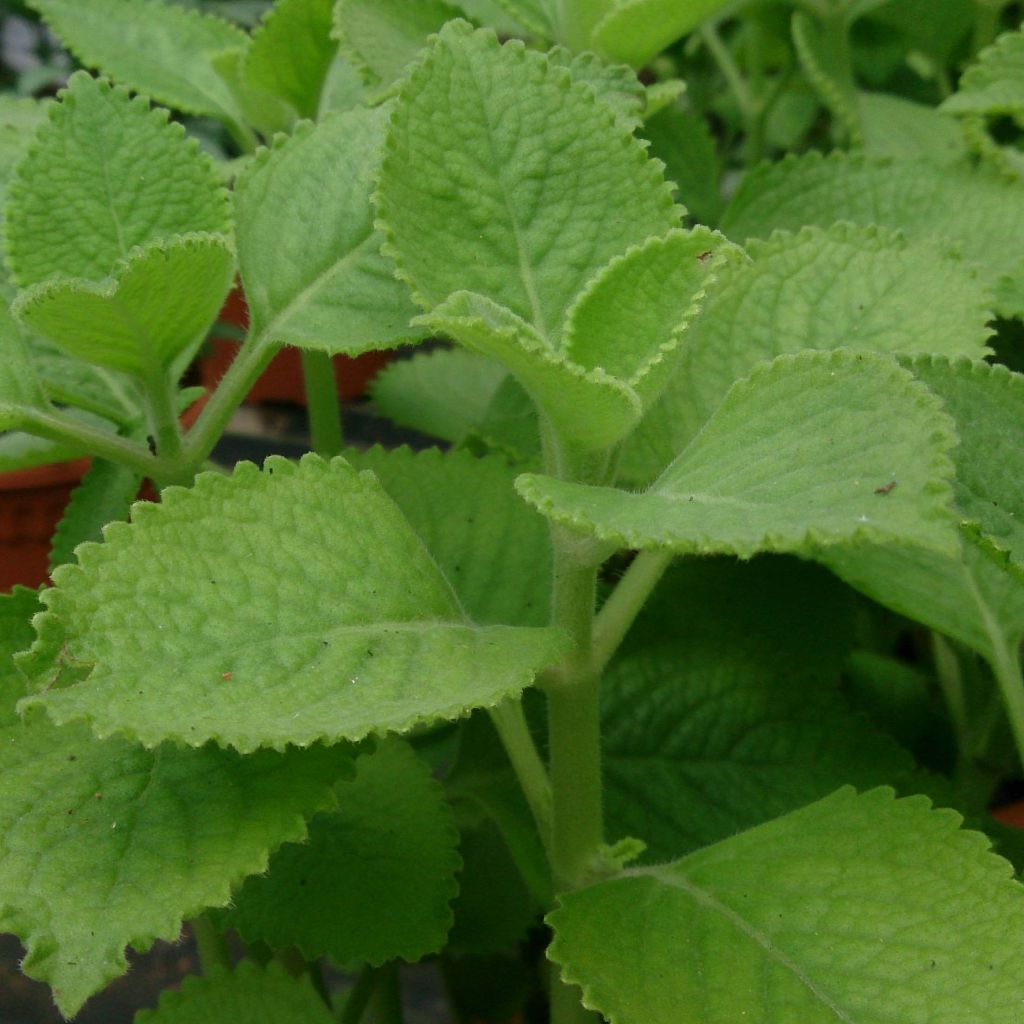 Cubaanse oregano - Plectranthus amboinicus
