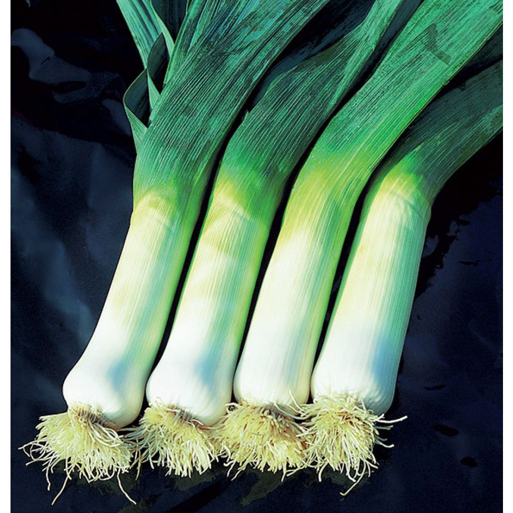 Prei Herfstreuzen 2 Hannibal BIO