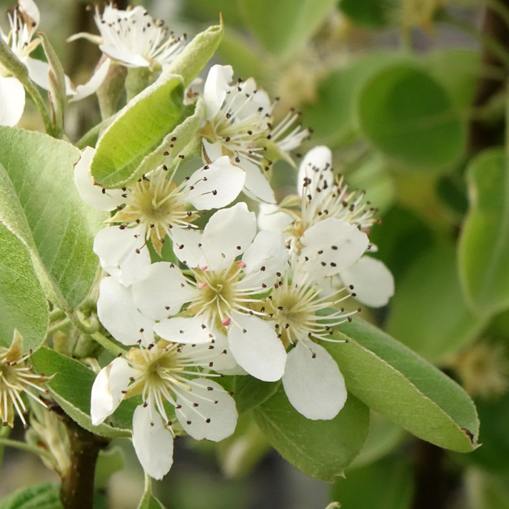 Perenboom Gravin van Parijs Georges Delbard