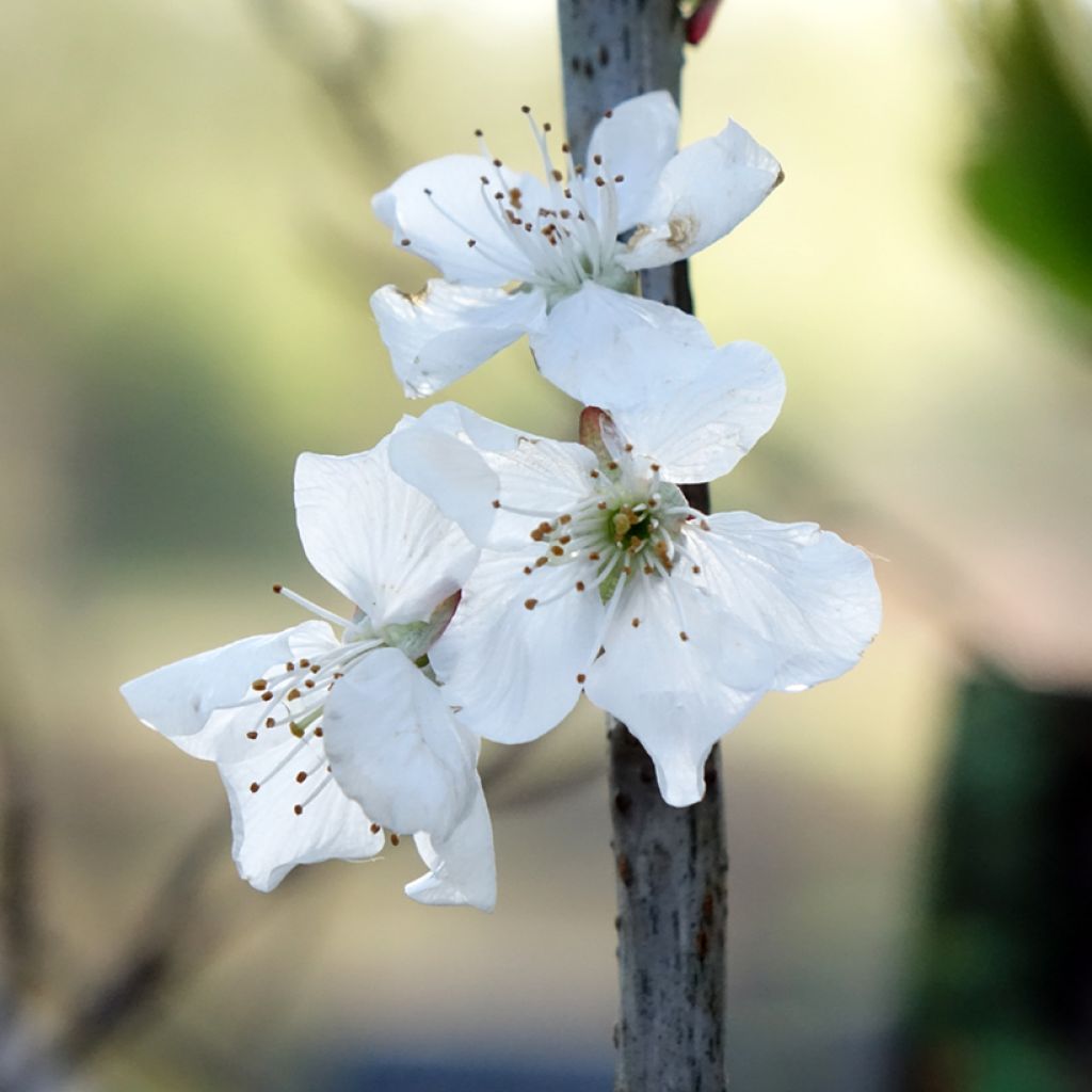 Perenboom Doyenné du Comice