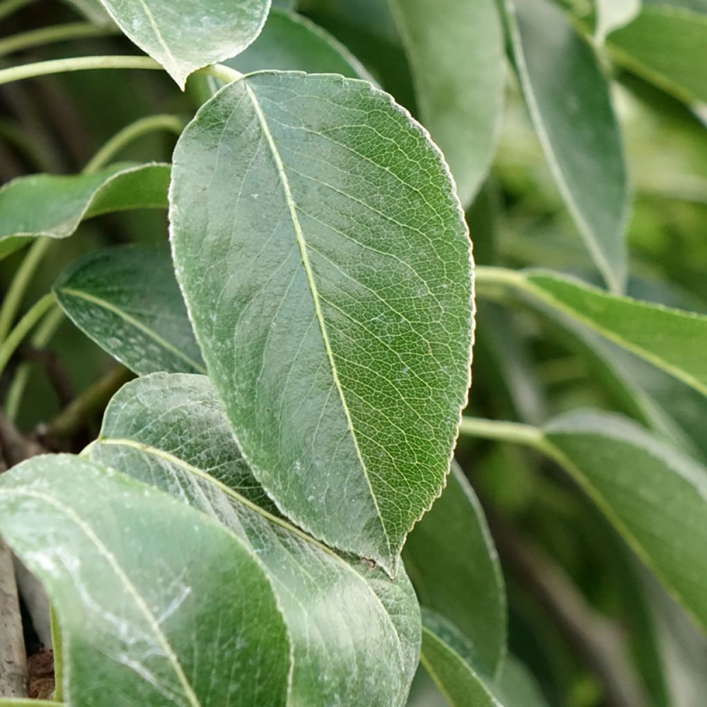 Perenboom Fertilia Delbard Delbard