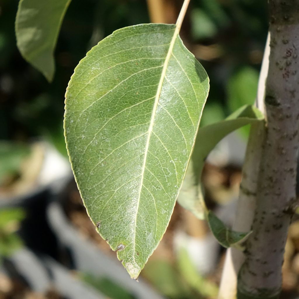 Dwergperenboom Fruit Me Pear Me Conference