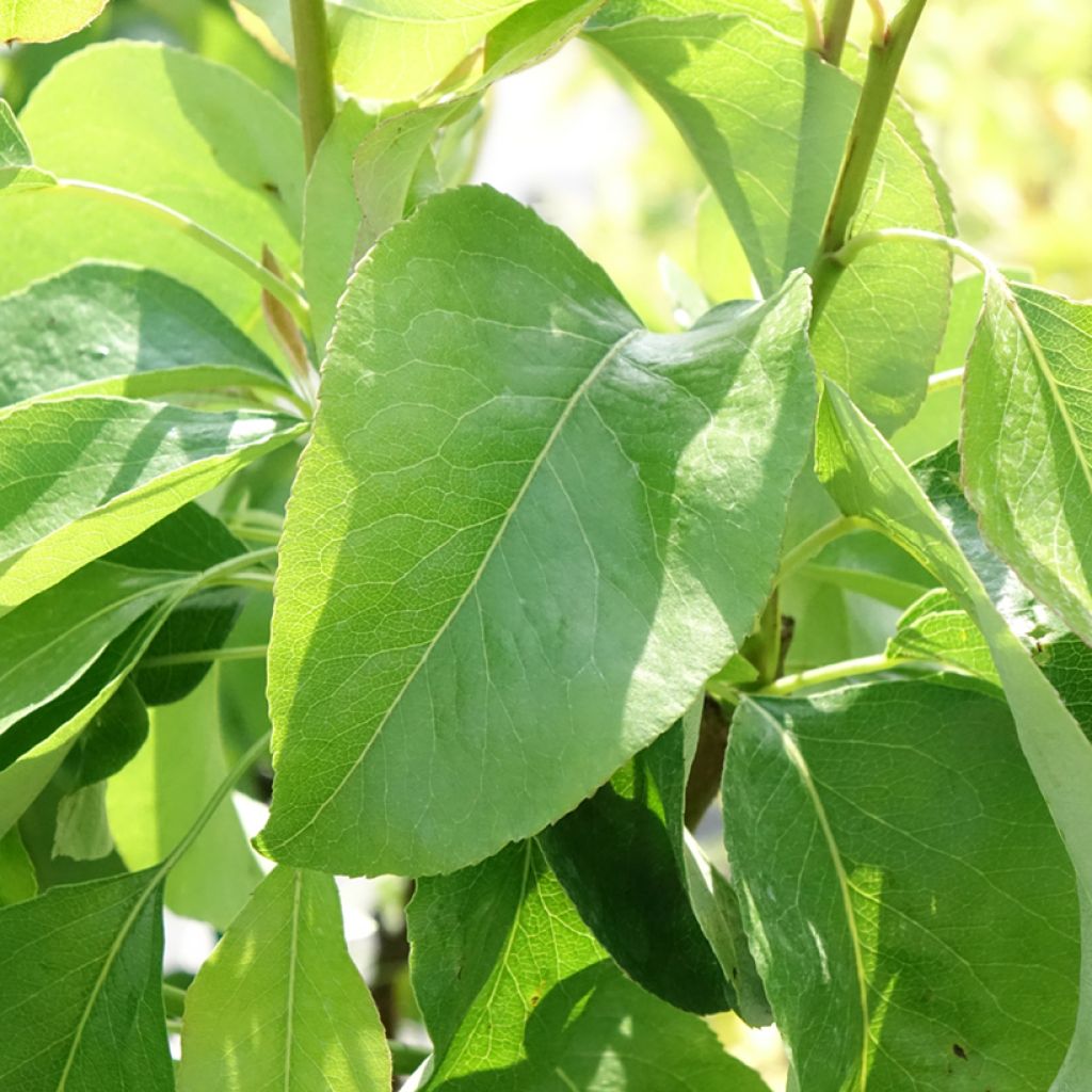 Dwergperenboom Williams Bon-Chrétien