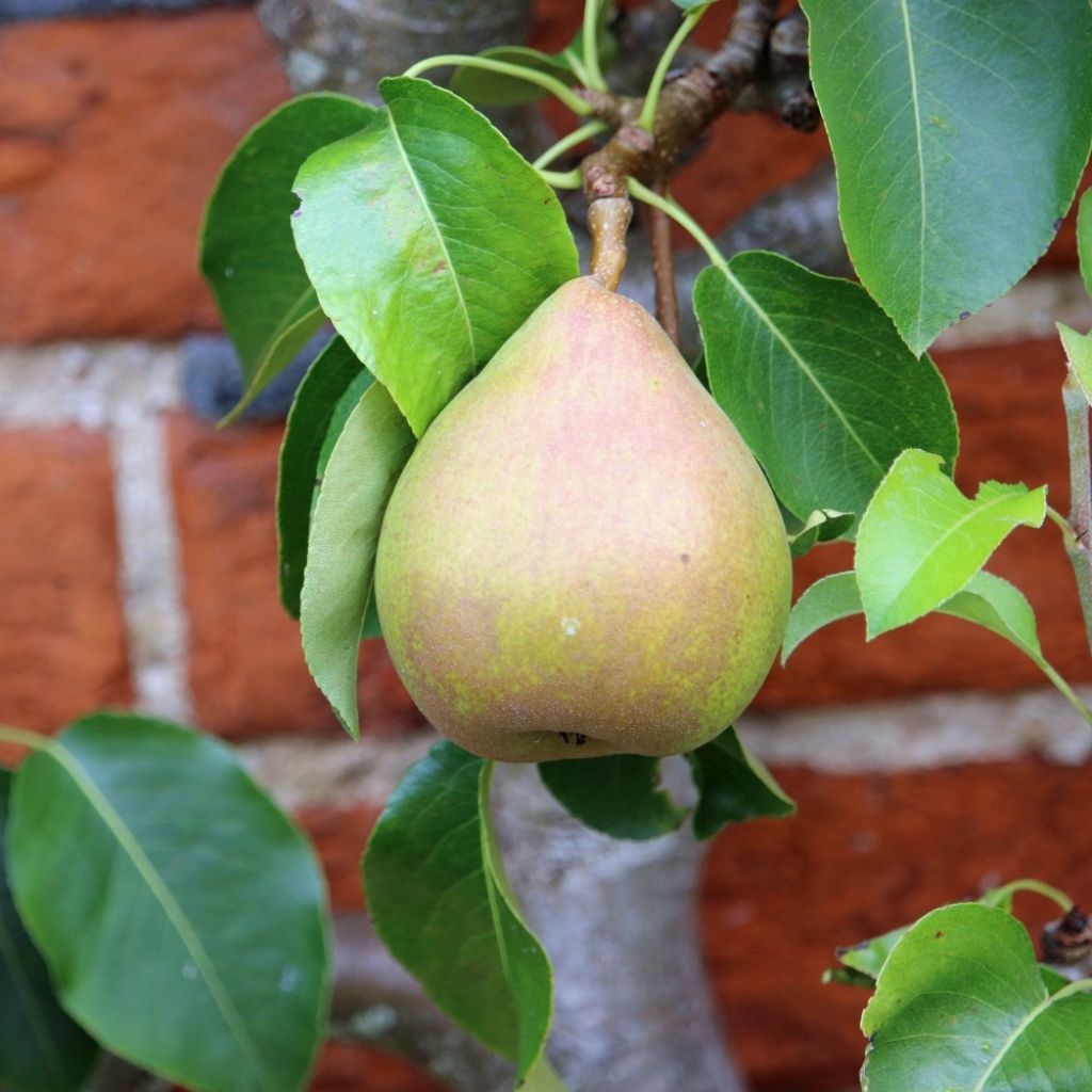 Perenboom Doyenné du Comice