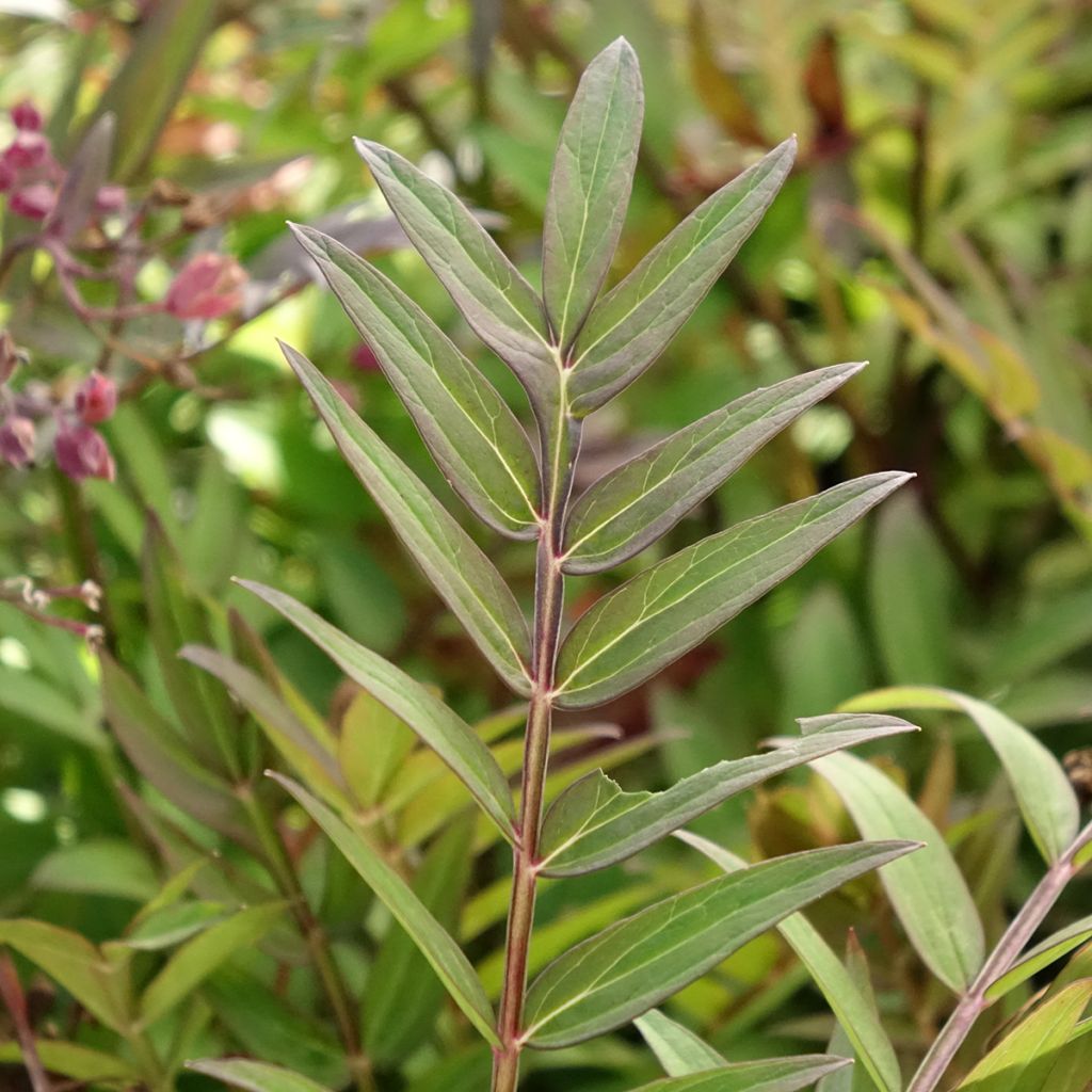 Polemonium Heaven Scent - Griekse valeriaan