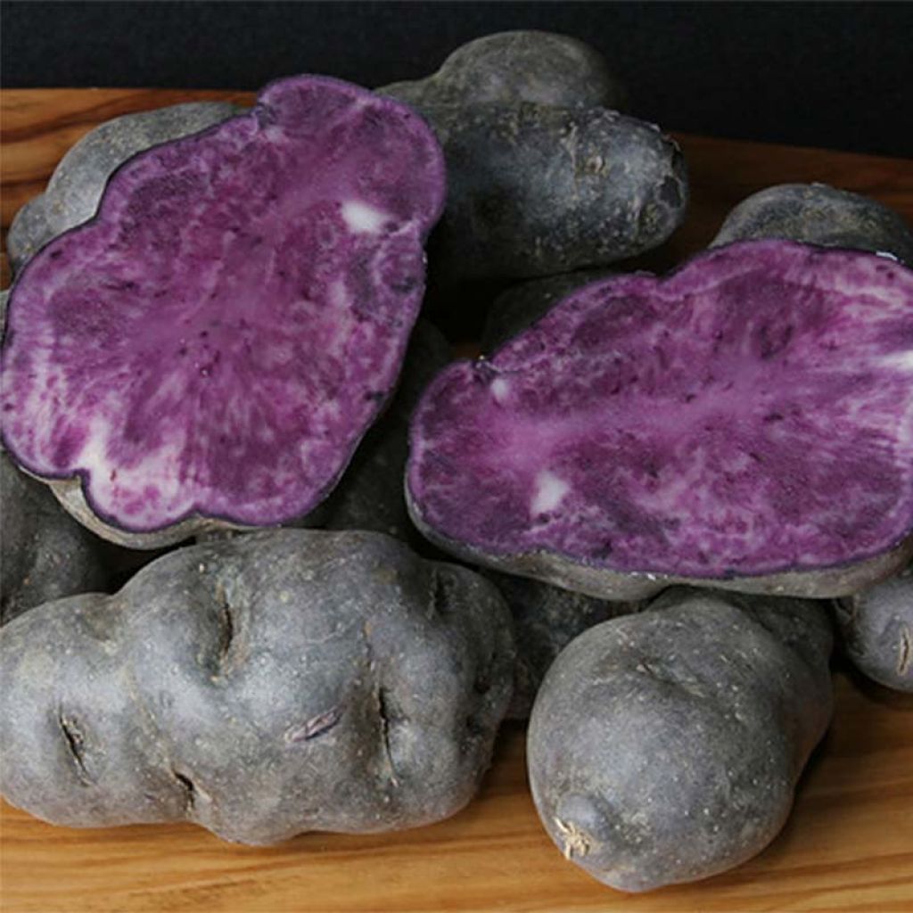 Aardappel Vitelotte