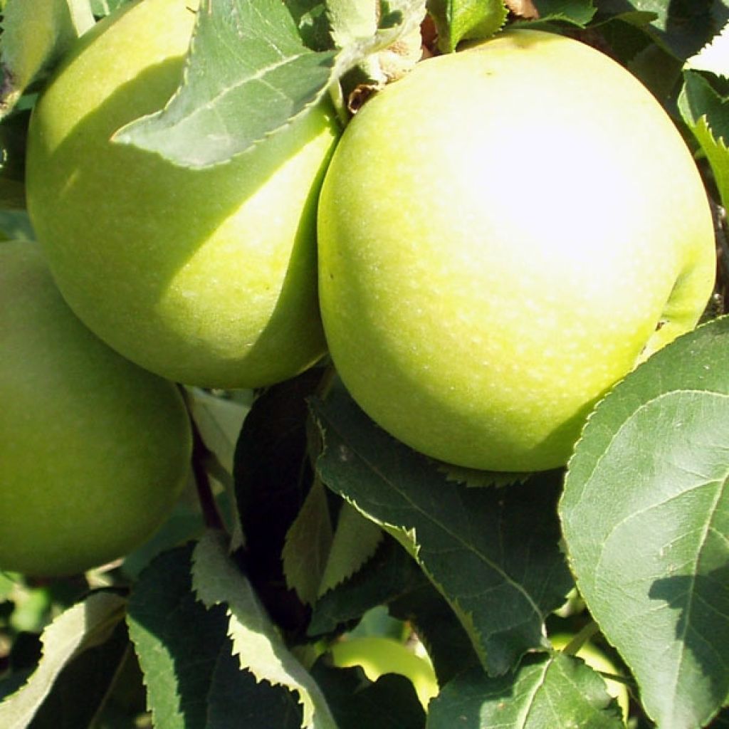Appelboom Golden Delicious