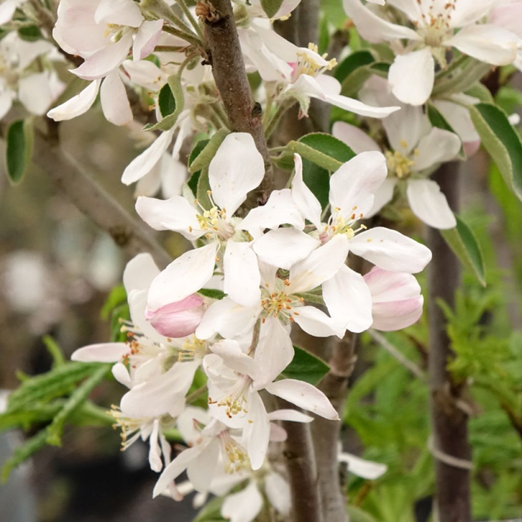 Zuilvormige appelboom Ballerina Polka