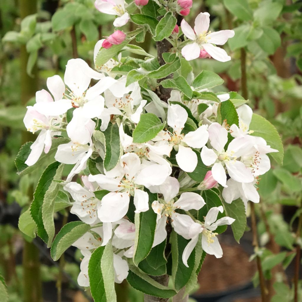 Zuilvormige appelboom Rondo