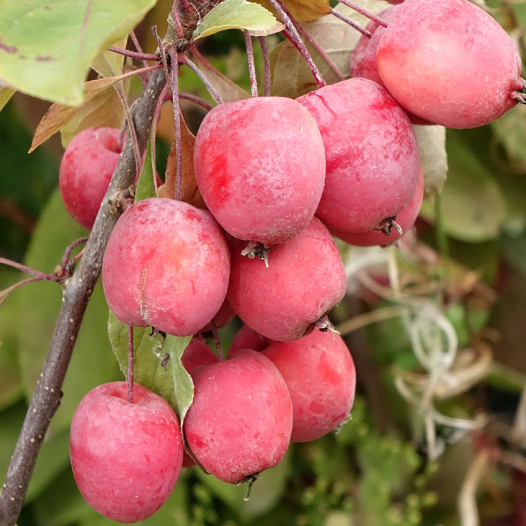 Malus purpurea Eleyi - Sierappel