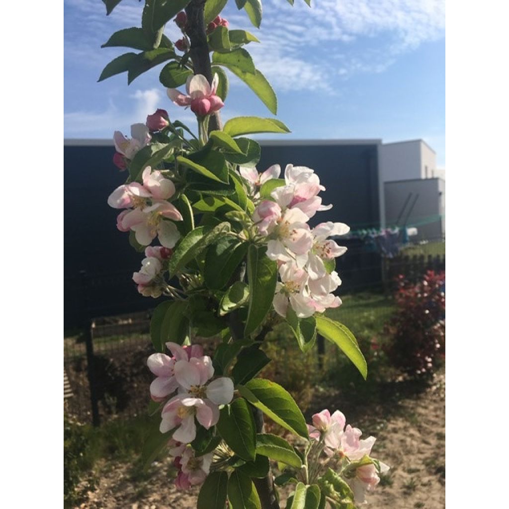 Malus Golden Hornet - Sierappel