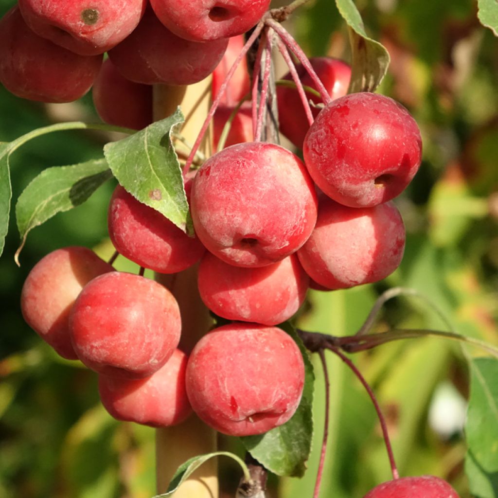 Malus purpurea Ola - Sierappel