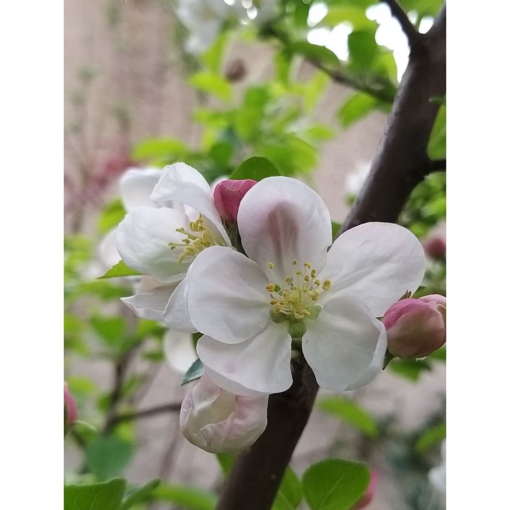 Malus Evereste Perpetu - Sierappel