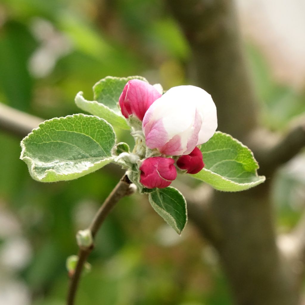 Appelboom Double Belle Fleur