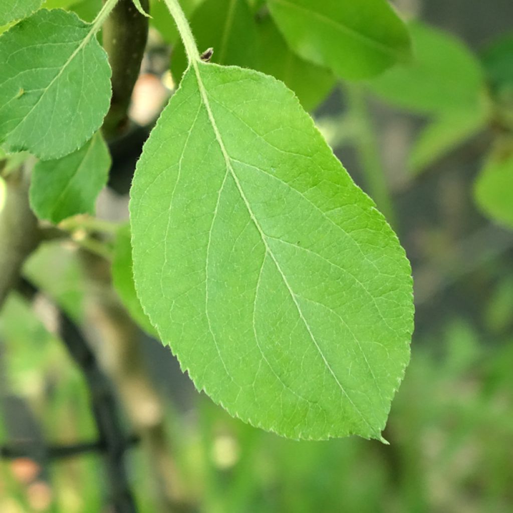 Appelboom Jacques Lebel