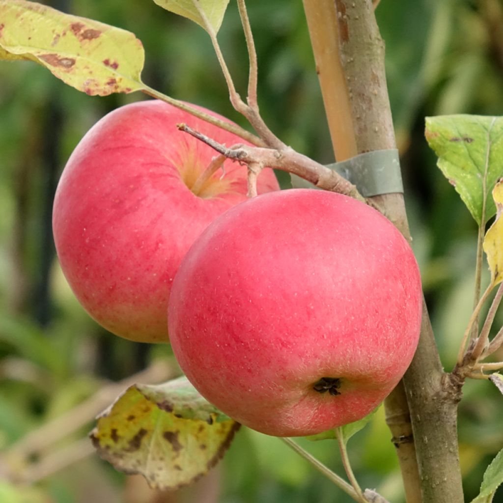 Appelboom Kantówka Gdańska