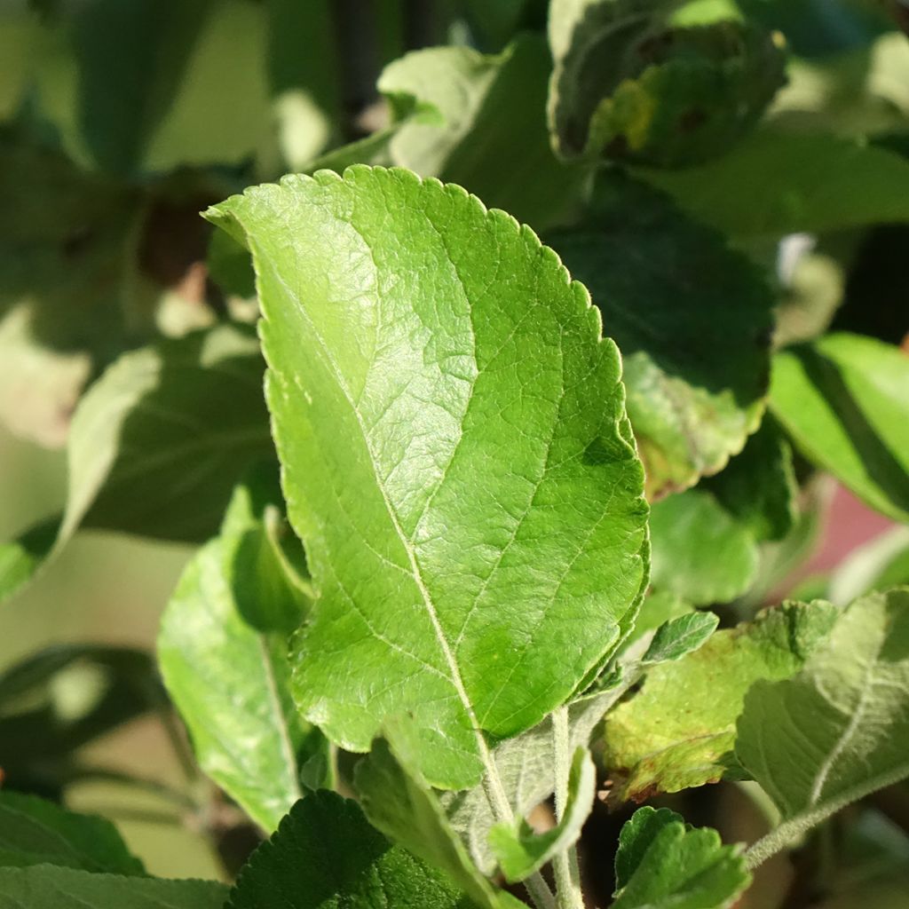 Dwergappelboom Delicado