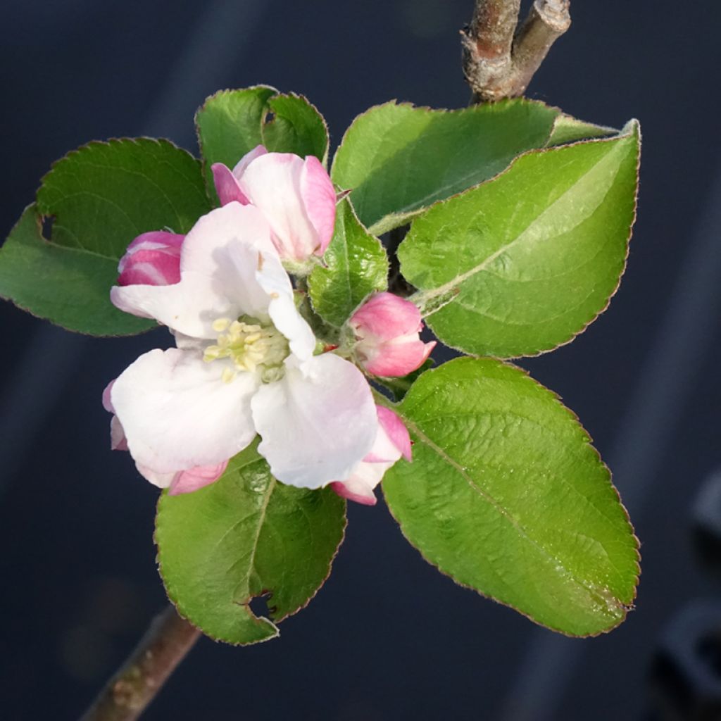 Appelboom Reinette Blanche du Canada