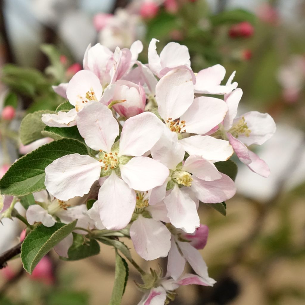 Appelboom Reinette de Caux
