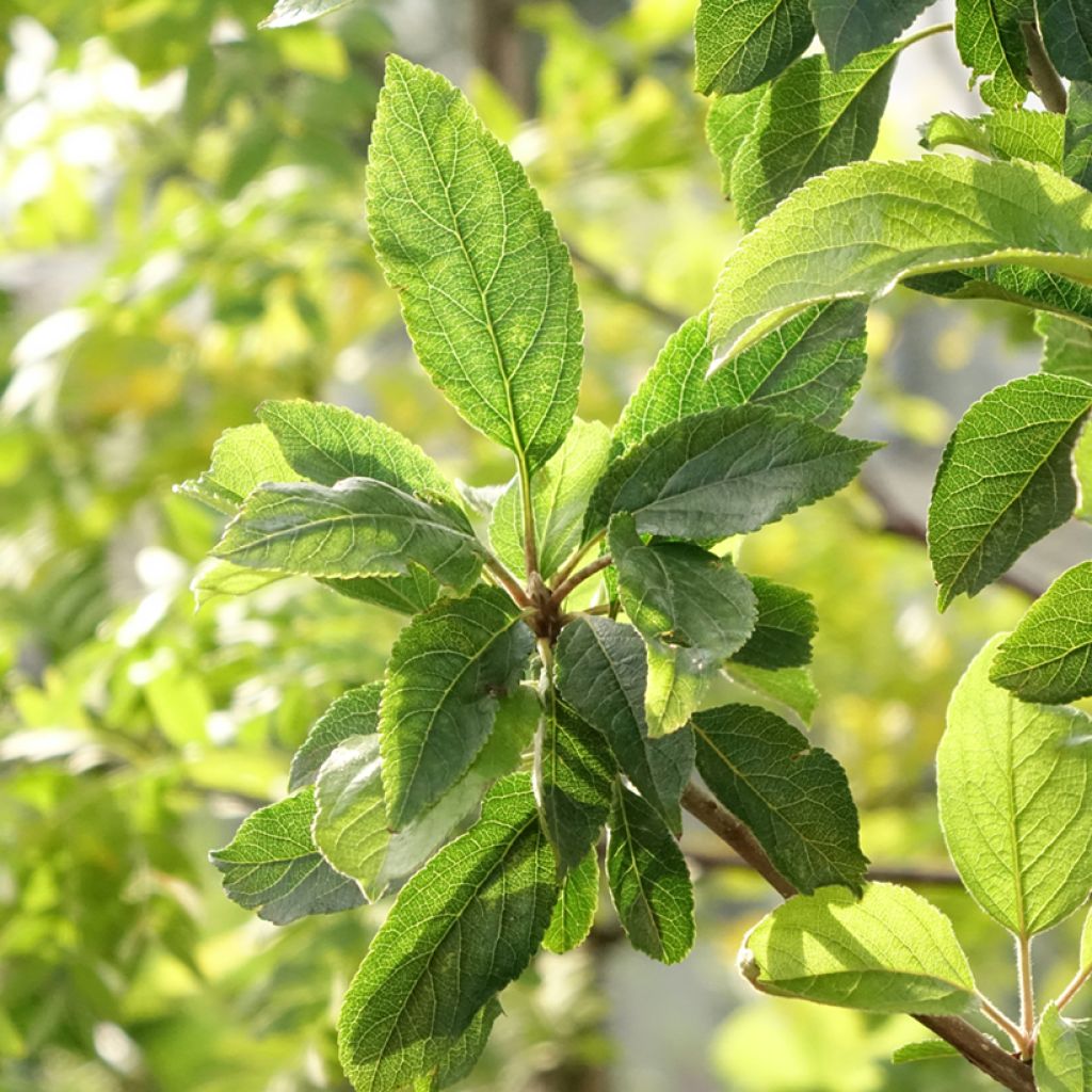 Appelboom Royale Delbard - Georges Delbard