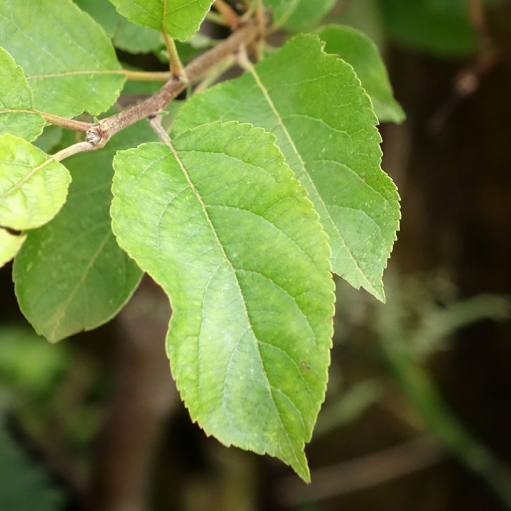 Appelboom Royale Delbard - Georges Delbard