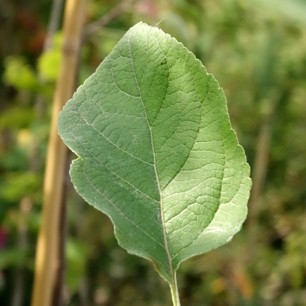 Appelboom Złotka Kwidzyńska