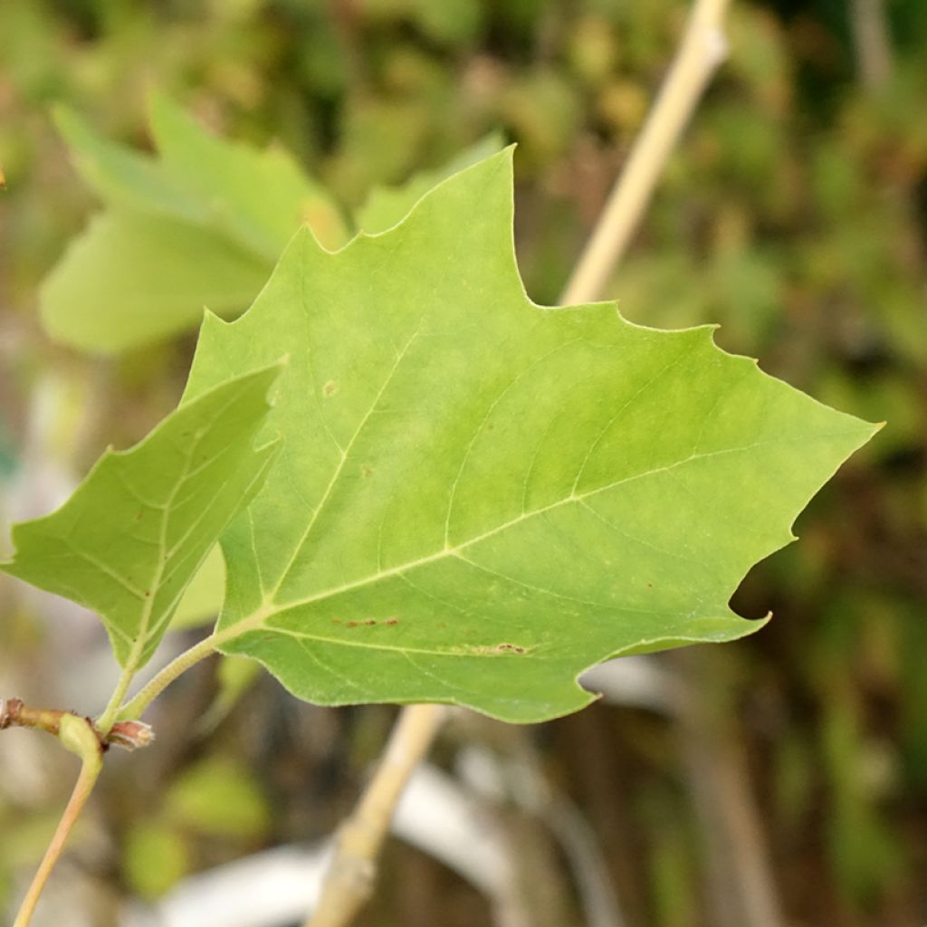 Populus nigra Lombardy Gold - Zwarte populier