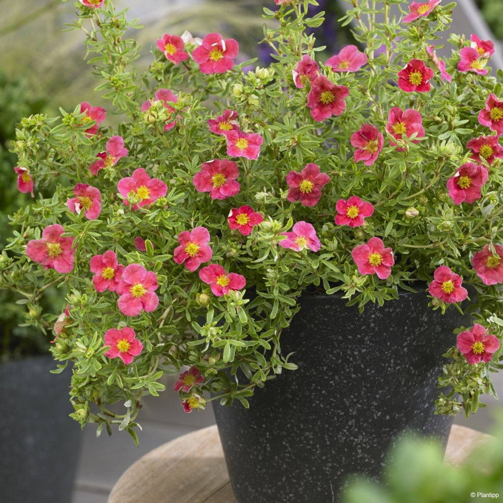 Potentilla fruticosa Danny Boy - Potentille arbustive à fleurs simples rose framboise