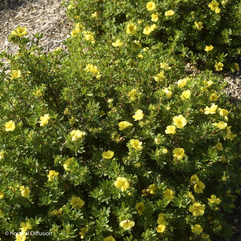Potentilla fruticosa Double Punch Gold - Struikganzerik
