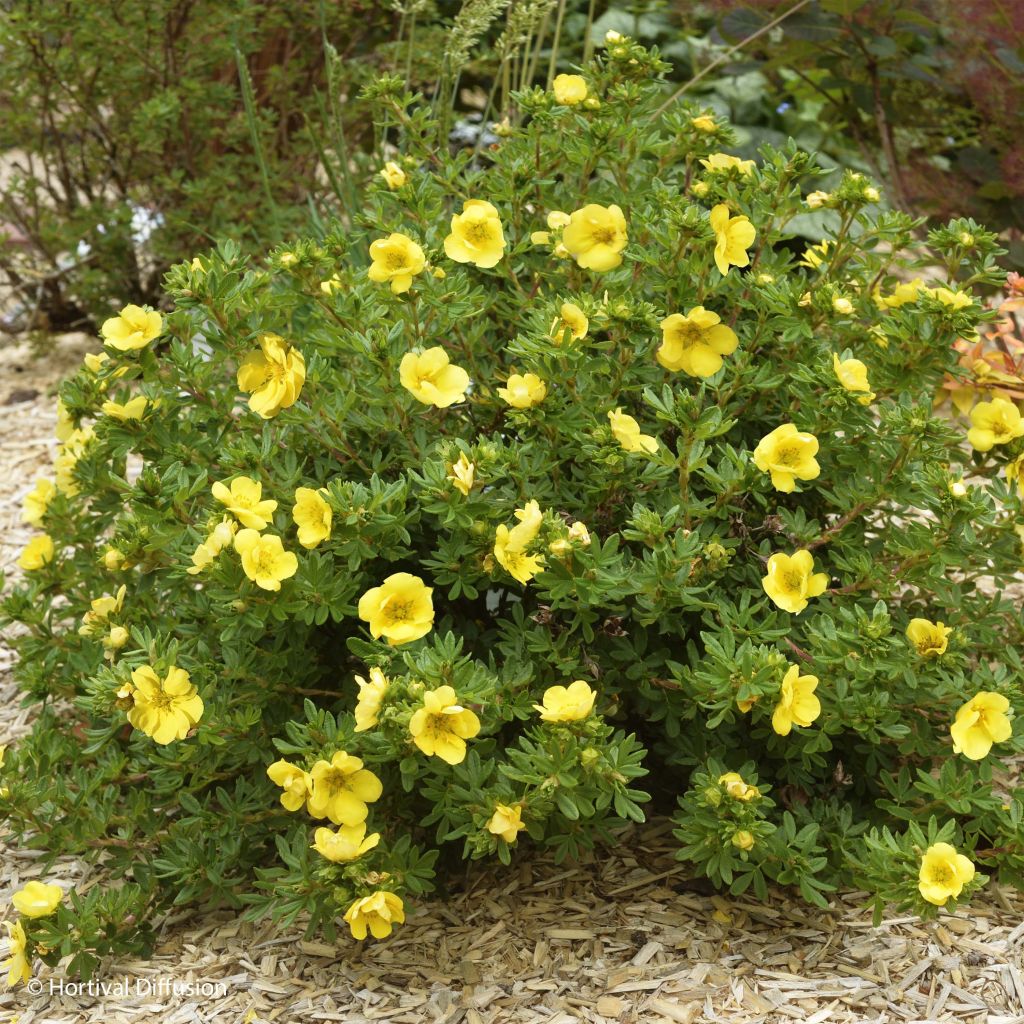 Potentilla fruticosa Double Punch Gold - Struikganzerik