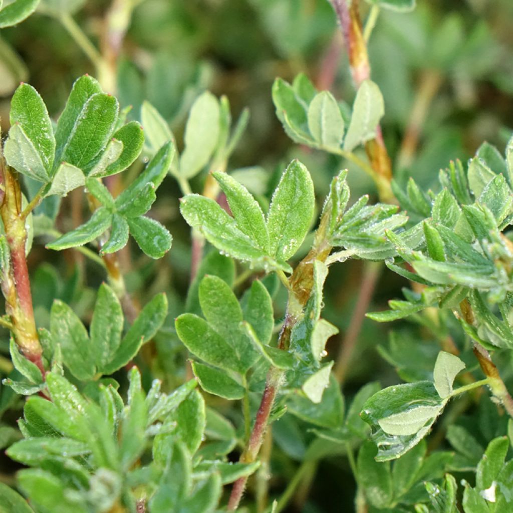 Potentilla fruticosa Double Punch Pastel - Struikganzerik