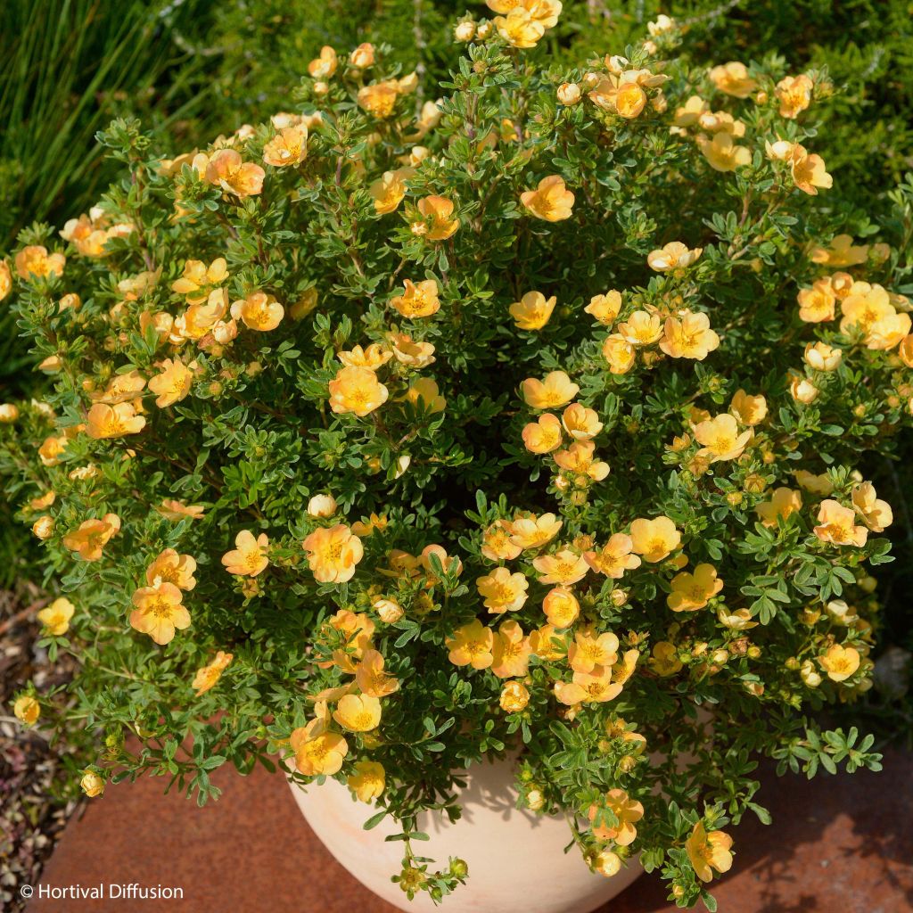 Potentilla fruticosa Double Punch Peach - Struikganzerik