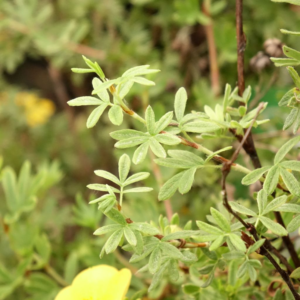 Potentilla fruticosa Tangerine - Struikganzerik