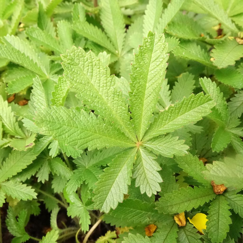 Potentilla recta sulphurea - Rechte ganzerik