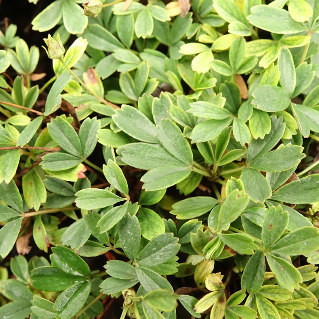 Potentilla tridentata Nuuk - Ganzerik
