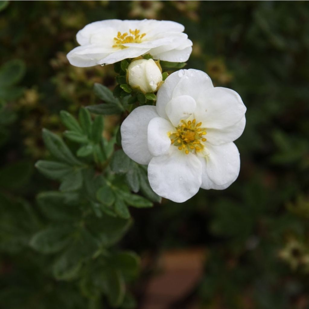 Potentilla fruticosa Creme brulée - Struikganzerik