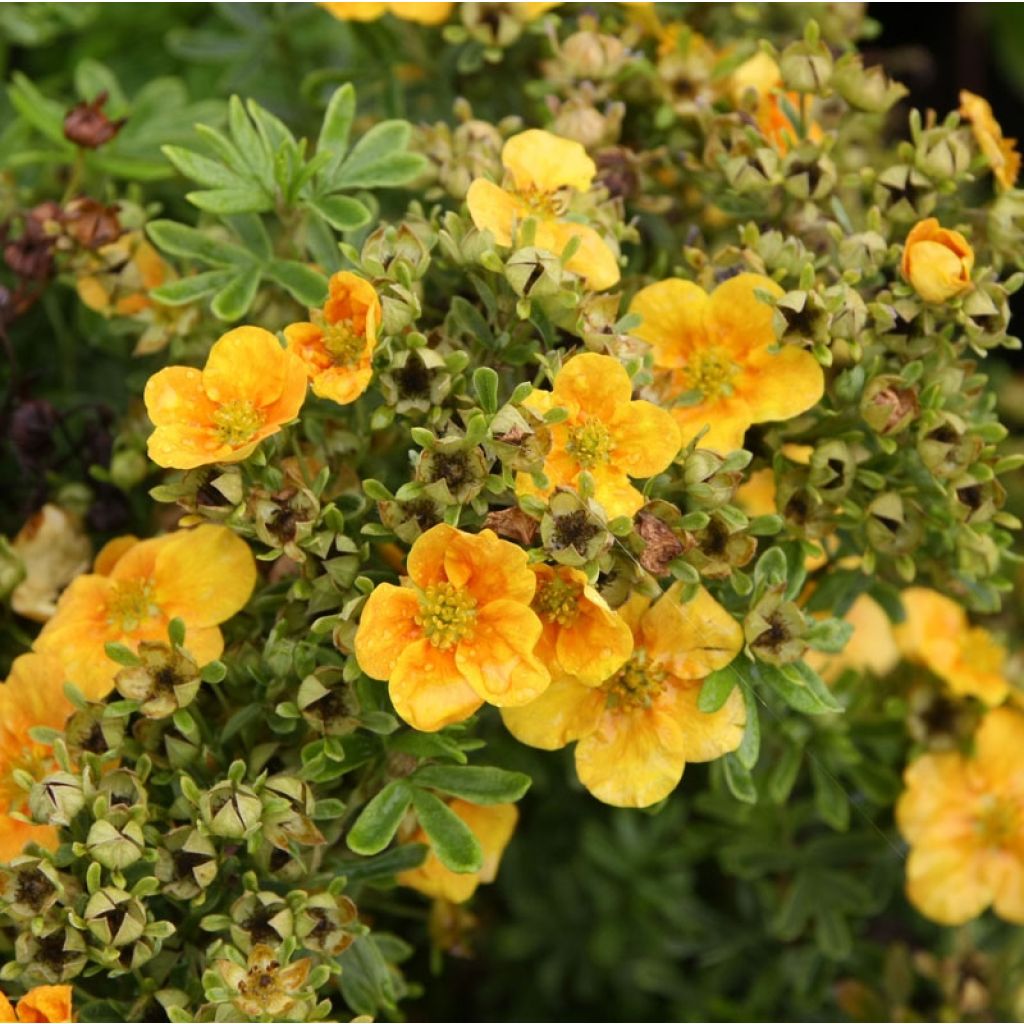 Potentilla fruticosa Mango Tango - Struikganzerik