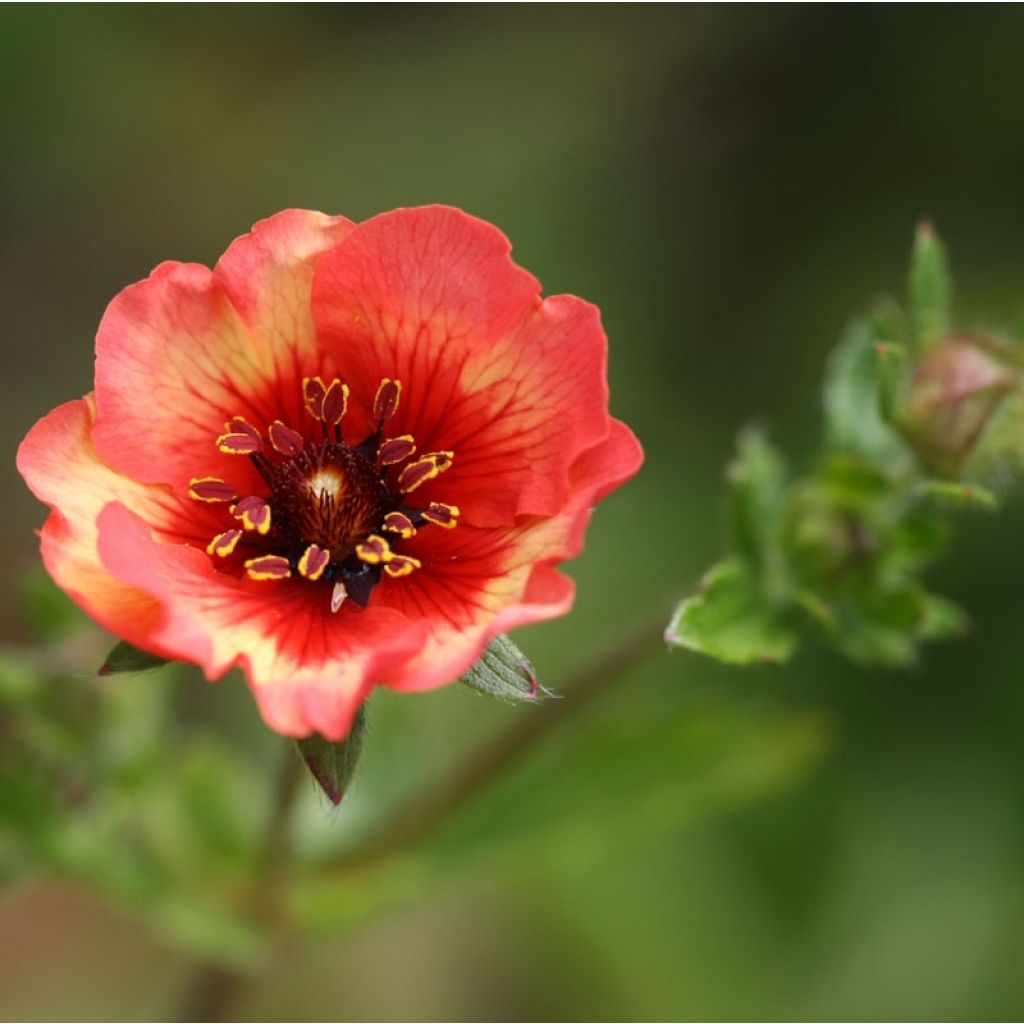 Potentilla nepalensis Miss Willmott - Nepalganzerik
