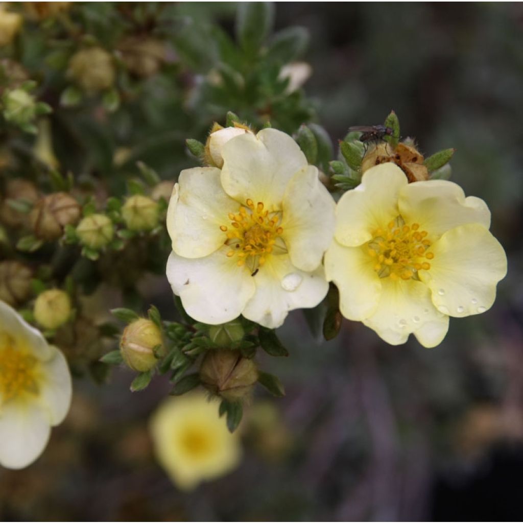 Potentilla fruticosa Primrose Beauty - Struikganzerik