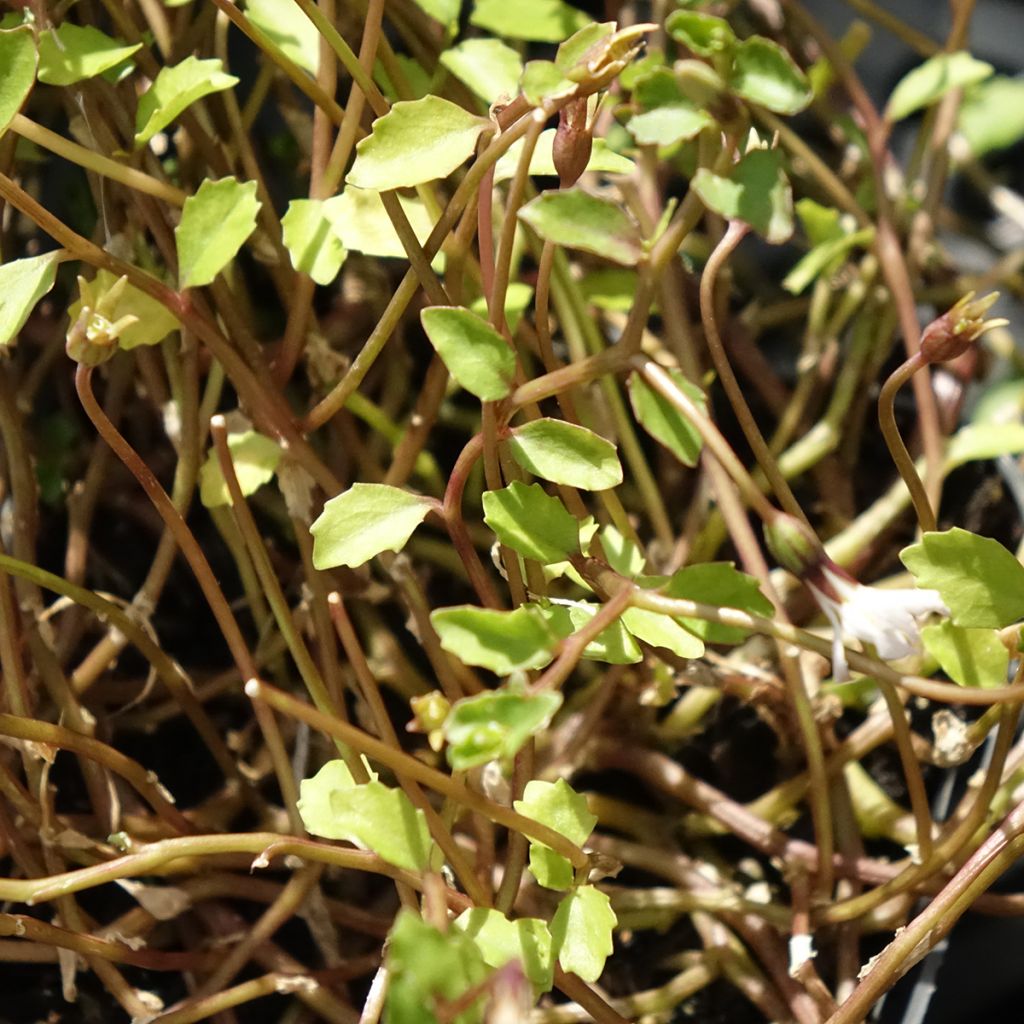 Pratia pedunculata Alba - Blauwe grondkruiper