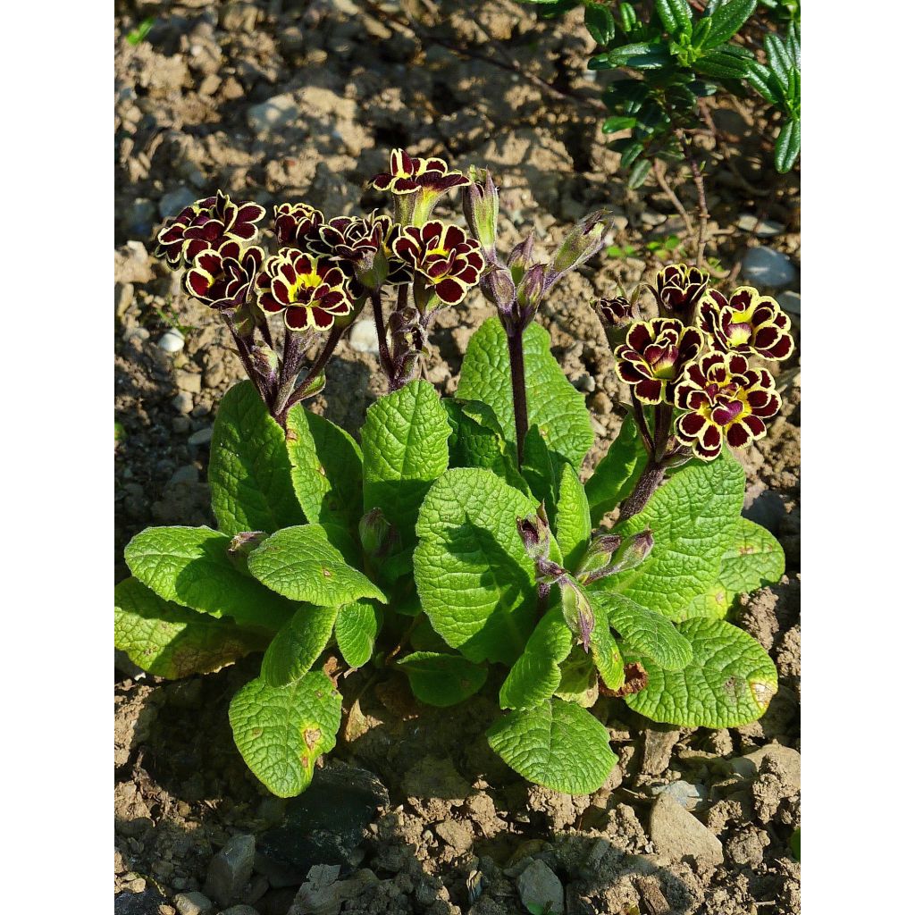 Primula Elizabeth Killelay - Slanke sleutelbloem