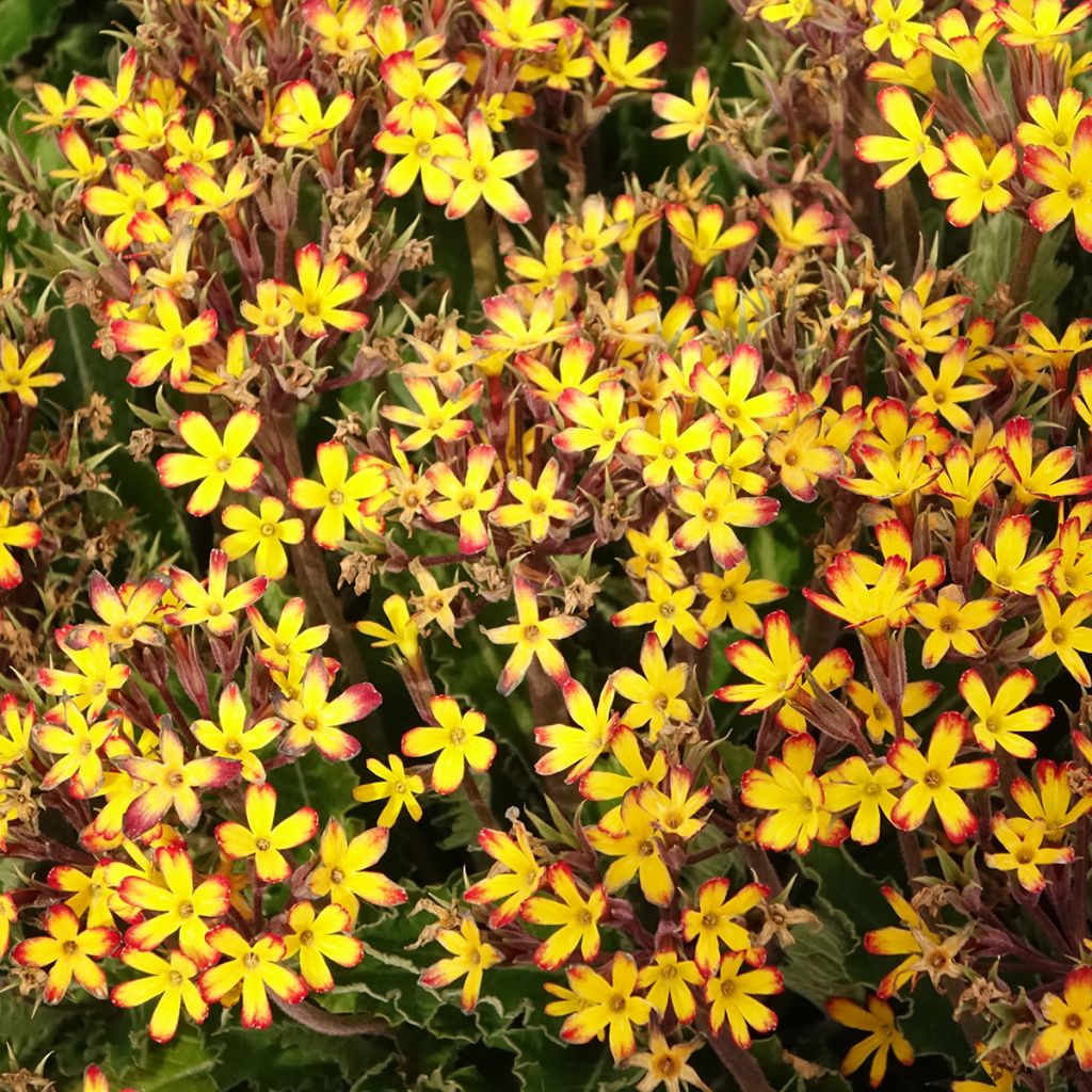 Primula Oak Leaf Yellow Picotee - Sleutelbloem