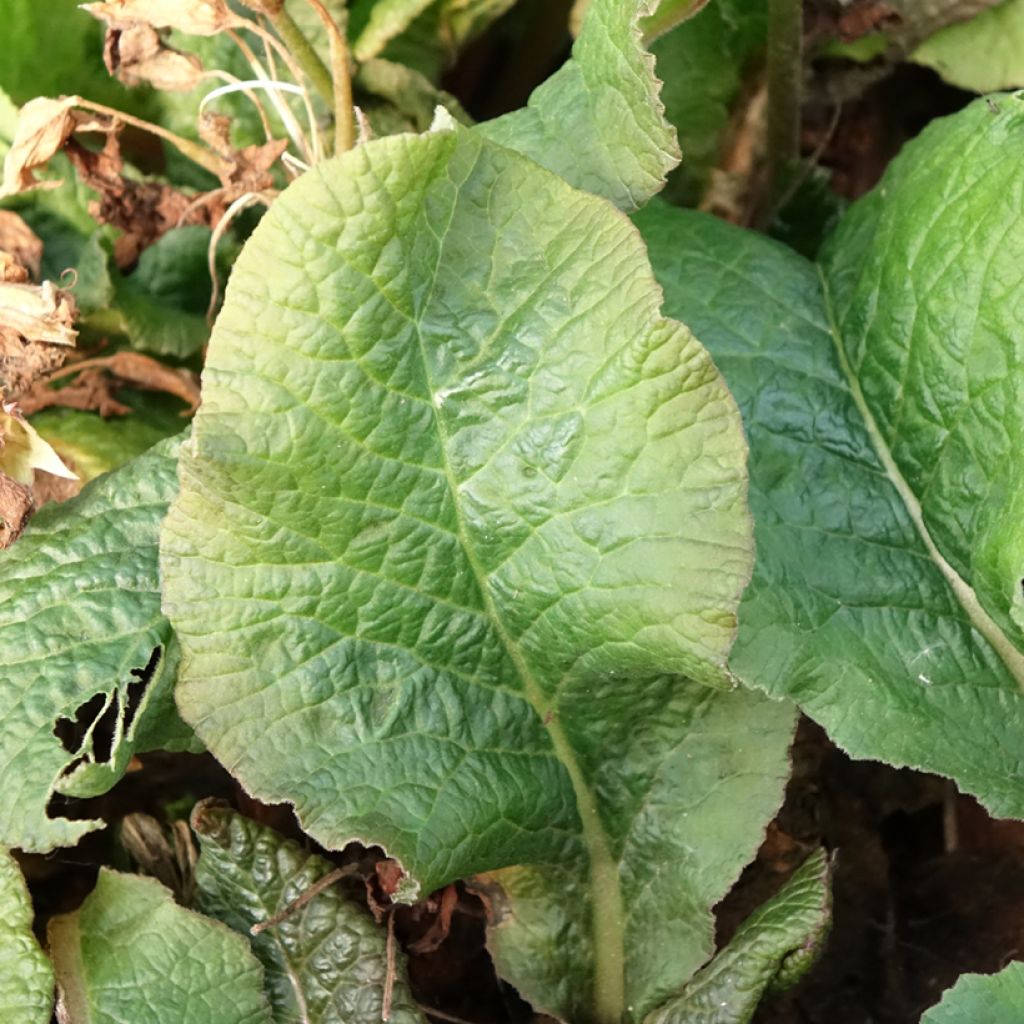 Primula elatior Veristar Yellow Gold - Slanke sleutelbloem