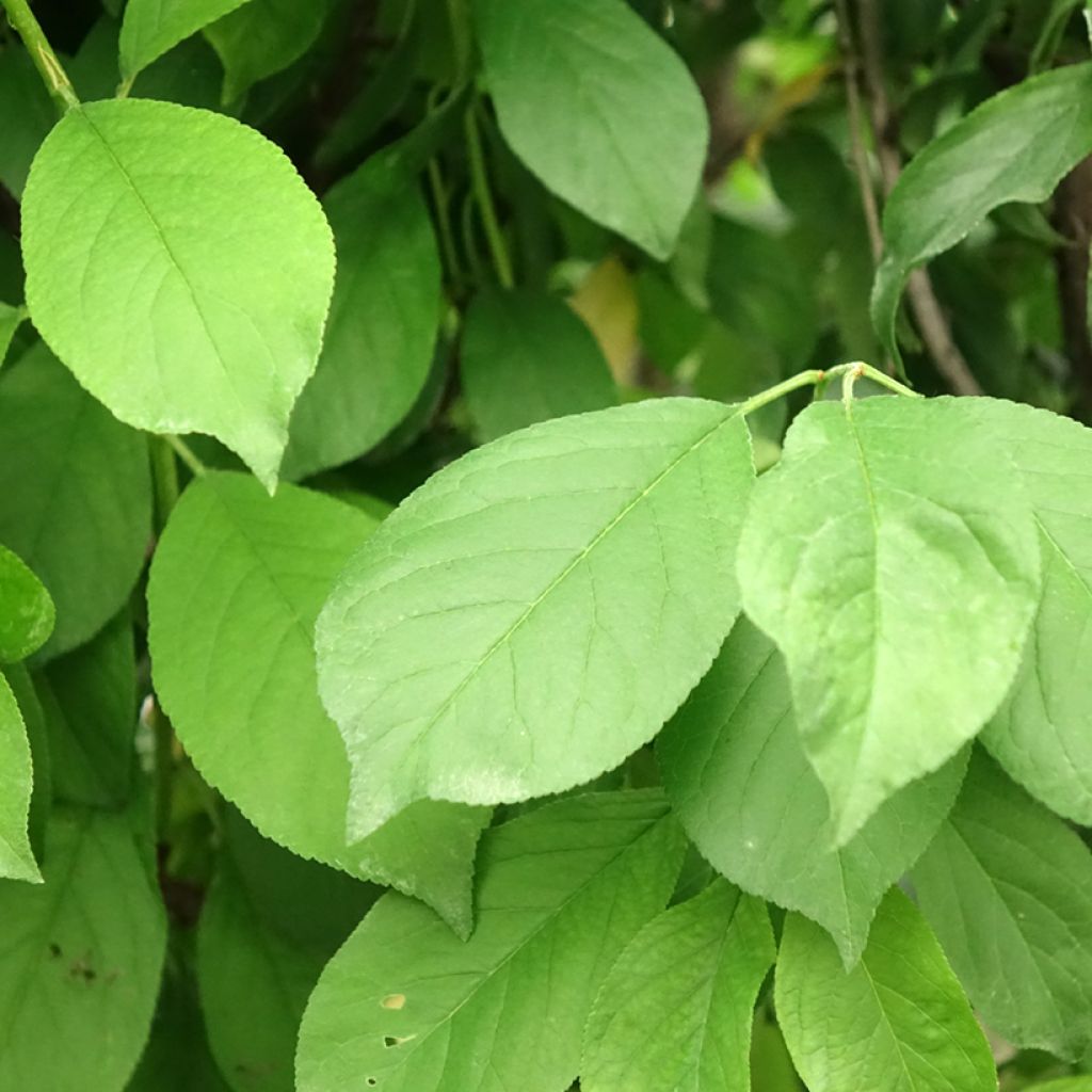 Japanse pruim Black Amber