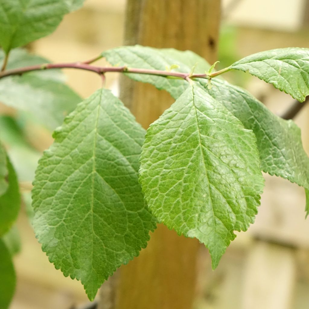 Pruim Groene Reine Claude